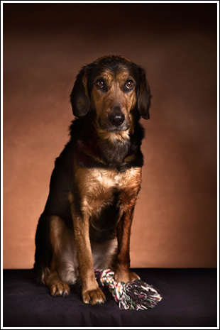 Retratos Fotográficos de Mascotas Bach Estudio de Fotografía
